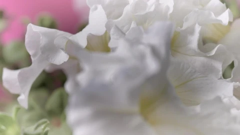 Stock Video Flowers With Large White Petals Live Wallpaper For PC - Free Live Wallpaper