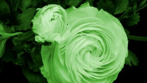 Stock Video Flowers Slowly Opening Live Wallpaper For PC - Free Live Wallpaper