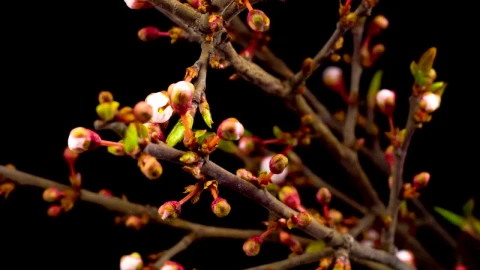 Stock Video Flowers On The Branches Of A Tree Opening Slowly Live Wallpaper For PC - Free Live Wallpaper