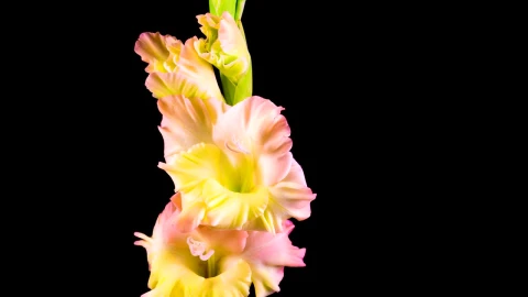Stock Video Flowers On A Stem Slowly Opening Their Petals Live Wallpaper For PC - Free Live Wallpaper