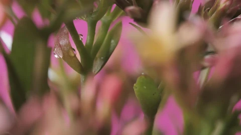 Stock Video Flowers On A Pink Background Focused On Its Details Live Wallpaper For PC - Free Live Wallpaper