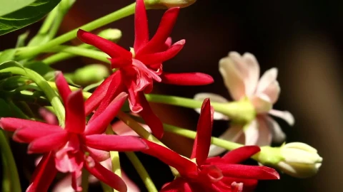Stock Video Flowers Moving Gently In The Wind Live Wallpaper For PC - Free Live Wallpaper