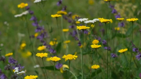Stock Video Flowers In Nature Live Wallpaper For PC - Free Live Wallpaper