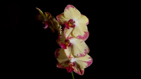 Stock Video Flowers In A Vase Against A Dark Background Live Wallpaper For PC - Free Live Wallpaper