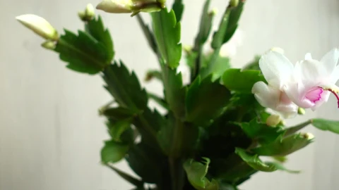 Stock Video Flowers In A Tall Vase Live Wallpaper For PC - Free Live Wallpaper