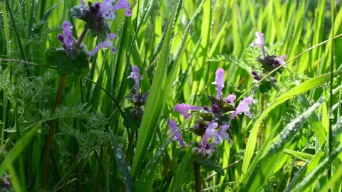 Stock Video Flowers In A Meadow Live Wallpaper For PC - Free Live Wallpaper