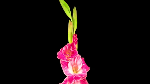 Stock Video Flowers Growing On A Stem On A Green Background Live Wallpaper For PC - Free Live Wallpaper