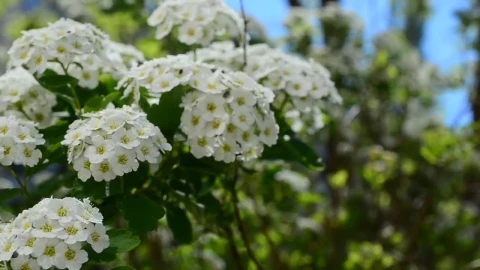 Stock Video Flowers Growing In Spring Live Wallpaper For PC - Free Live Wallpaper