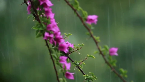 Stock Video Flowers During Heavy Rainfall Live Wallpaper For PC - Free Live Wallpaper