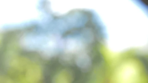 Stock Video Flowers Falling At A Spa Live Wallpaper For PC - Free Live Wallpaper