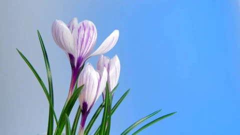 Stock Video Flowers Blooming On Blue Background Live Wallpaper For PC - Free Live Wallpaper
