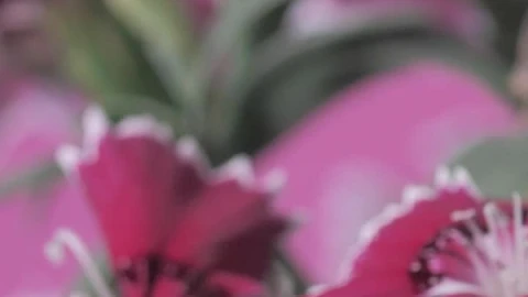 Stock Video Flowers Between Stems And Green Leaves Live Wallpaper For PC - Free Live Wallpaper
