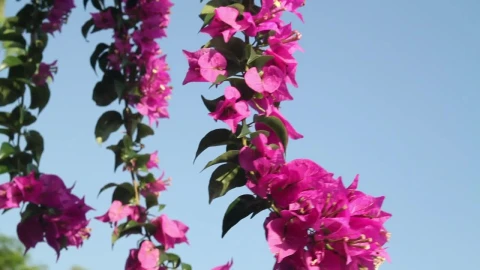 Stock Video Flowers Against A Clear Blue Sky Live Wallpaper For PC - Free Live Wallpaper