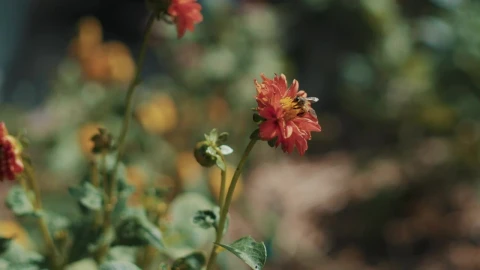 Stock Video Flower With A Bee Live Wallpaper For PC - Free Live Wallpaper