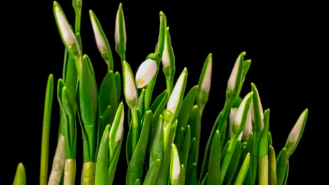 Stock Video Flower Plant With Cocoons Growing Live Wallpaper For PC - Free Live Wallpaper