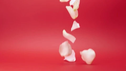Stock Video Flower Petals Falling Live Wallpaper For PC - Free Live Wallpaper