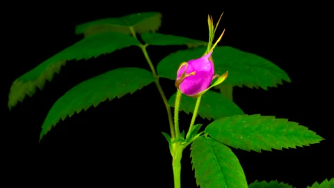 Stock Video Flower On A Plant Opening Its Pink Petals Live Wallpaper For PC - Free Live Wallpaper