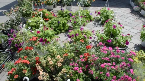 Stock Video Flower Market Stall Live Wallpaper For PC - Free Live Wallpaper