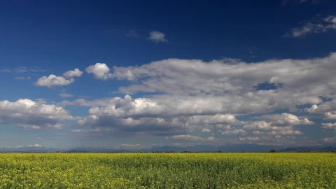 Stock Video Flower Landscape And The Cloudy Sky Live Wallpaper For PC - Free Live Wallpaper