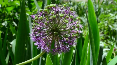 Stock Video Flower Growing Within Tall Grass Live Wallpaper For PC - Free Live Wallpaper