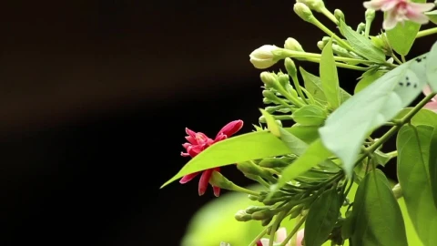 Stock Video Flower Buds In The Sunshine Live Wallpaper For PC - Free Live Wallpaper