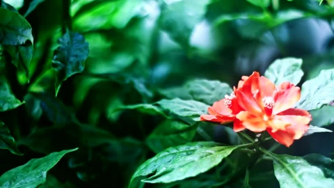 Stock Video Flower Between Plants Live Wallpaper For PC - Free Live Wallpaper
