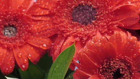 Stock Video Flower Arrangement On A Blue Background Live Wallpaper For PC - Free Live Wallpaper