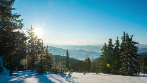 Stock Video Flora On A Snowy Mountain At Sunset Live Wallpaper For PC - Free Live Wallpaper