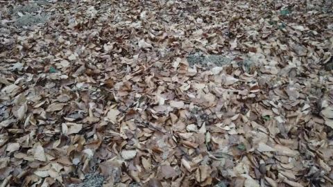 Stock Video Floor Of A Forest Of Tall Trees Covered With Dry Live Wallpaper For PC - Free Live Wallpaper