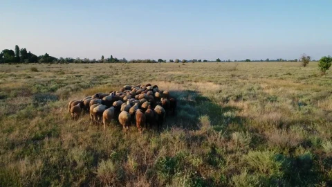 Stock Video Flock Of Sheep In The Meadow Live Wallpaper For PC - Free Live Wallpaper