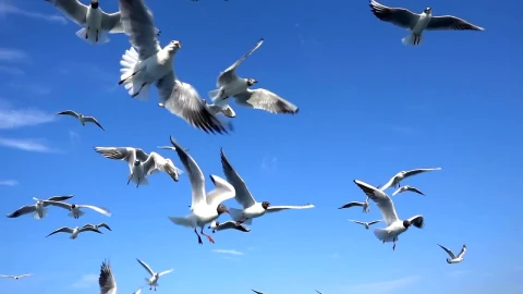 Stock Video Flock Of Seagulls In The Sky Live Wallpaper For PC - Free Live Wallpaper