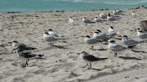Stock Video Flock Of Birds Standing On The Beach Live Wallpaper For PC - Free Live Wallpaper
