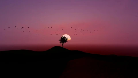 Stock Video Flock Flying Around A Tree During Sunset Live Wallpaper For PC - Free Live Wallpaper
