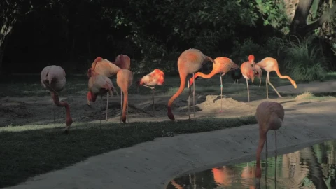 Stock Video Flamingos In A Zoo Enclosure Live Wallpaper For PC - Free Live Wallpaper