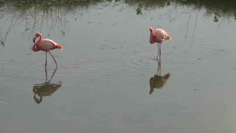 Stock Video Flamingos Walking In The Water Live Wallpaper For PC - Free Live Wallpaper