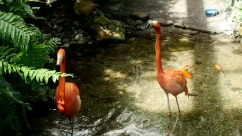 Stock Video Flamingos In A Lake In The Jungle Live Wallpaper For PC - Free Live Wallpaper