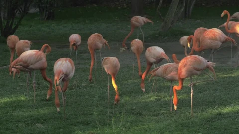 Stock Video Flamingos Eating In A Field Live Wallpaper For PC - Free Live Wallpaper