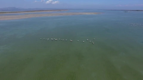 Stock Video Flamingos Flying Above The Water Live Wallpaper For PC - Free Live Wallpaper