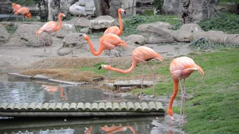 Stock Video Flamingos Drinking From A Pond Live Wallpaper For PC - Free Live Wallpaper