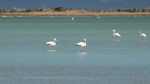 Stock Video Flamingo Birds Walking On The Lake Live Wallpaper For PC - Free Live Wallpaper