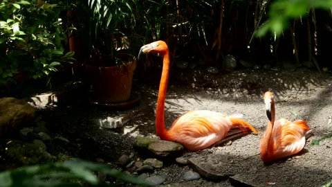 Stock Video Flamingo Resting In The Shade Live Wallpaper For PC - Free Live Wallpaper