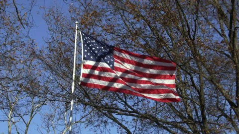 Stock Video Flag Between Trees Live Wallpaper For PC - Free Live Wallpaper
