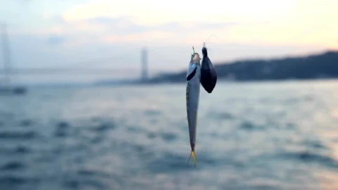 Stock Video Fishing In The River Live Wallpaper For PC - Free Live Wallpaper