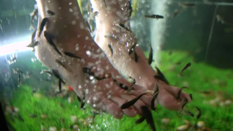 Stock Video Fishes Cleaning A Clients Feet Live Wallpaper For PC - Free Live Wallpaper