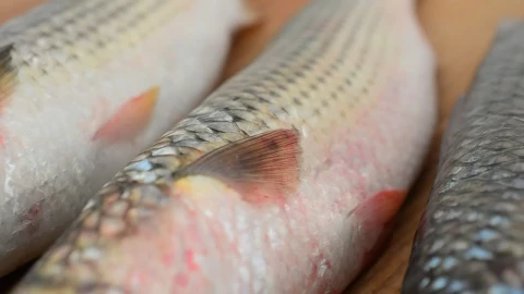 Stock Video Fish Texture Live Wallpaper For PC - Free Live Wallpaper