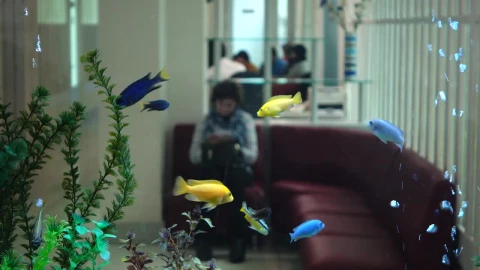 Stock Video Fish Tank In The Waiting Room Of A Hospital Live Wallpaper For PC - Free Live Wallpaper