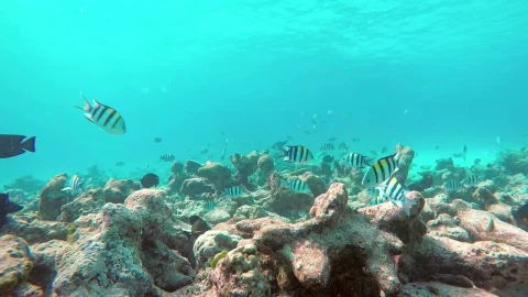 Stock Video Fish Swimming On A Reef Underwater Shot Live Wallpaper For PC - Free Live Wallpaper