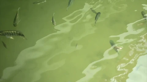 Stock Video Fish Swimming Just Below The Surface Live Wallpaper For PC - Free Live Wallpaper