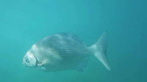 Stock Video Fish Swimming In The Sea Live Wallpaper For PC - Free Live Wallpaper