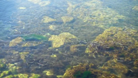 Stock Video Fish Swimming In The Shallows Live Wallpaper For PC - Free Live Wallpaper